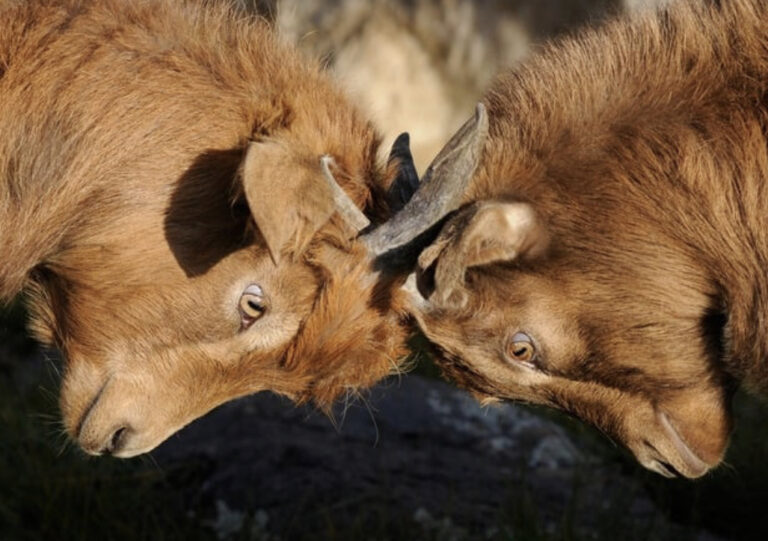 Ebenso wird mein himmlischer Vater euch behandeln,wenn nicht jeder seinem Bruder von Herzen vergibt. (Mt 18,21-35)