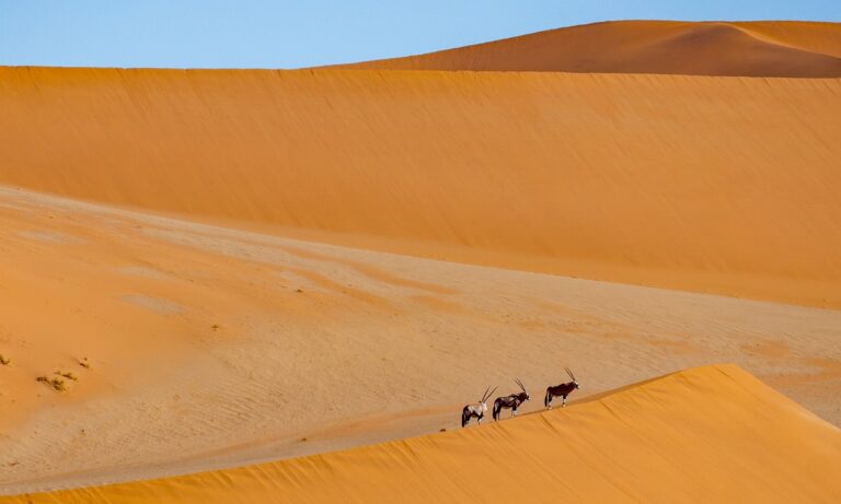 desert, dunes, antelope-5720527.jpg