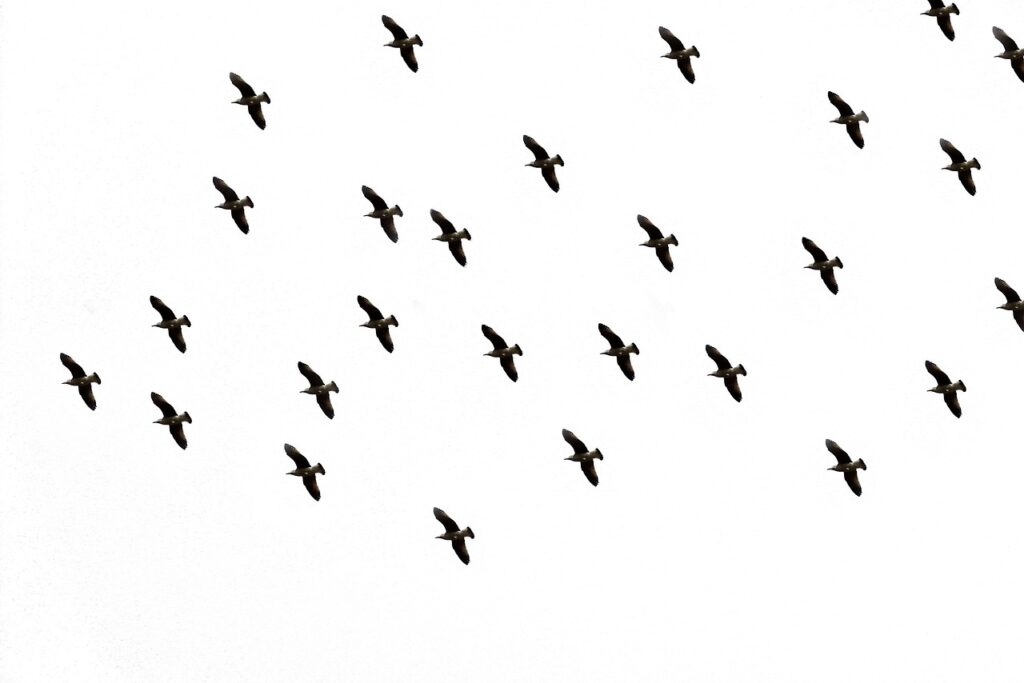 bird, sky, flight-1972221.jpg
