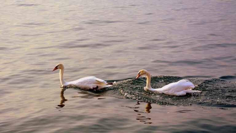 Impuls zum 24. Sonntag im Jahreskreis (B)