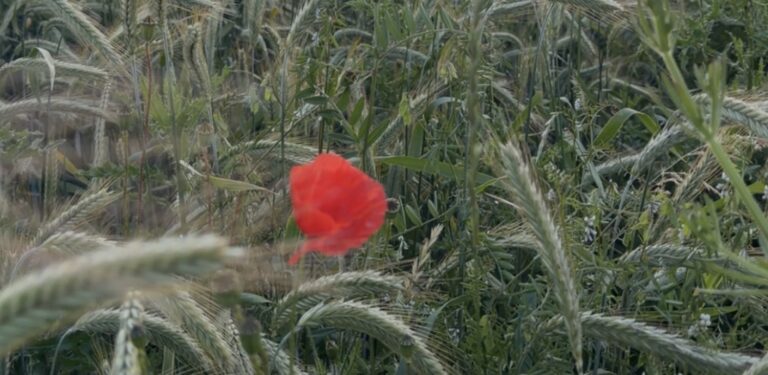 „Lasst beides wachsen bis zur Ernte.“ (Mt 13,24-30) „Lasst beides wachsen bis zur Ernte.“ (Mt 13,24-30)