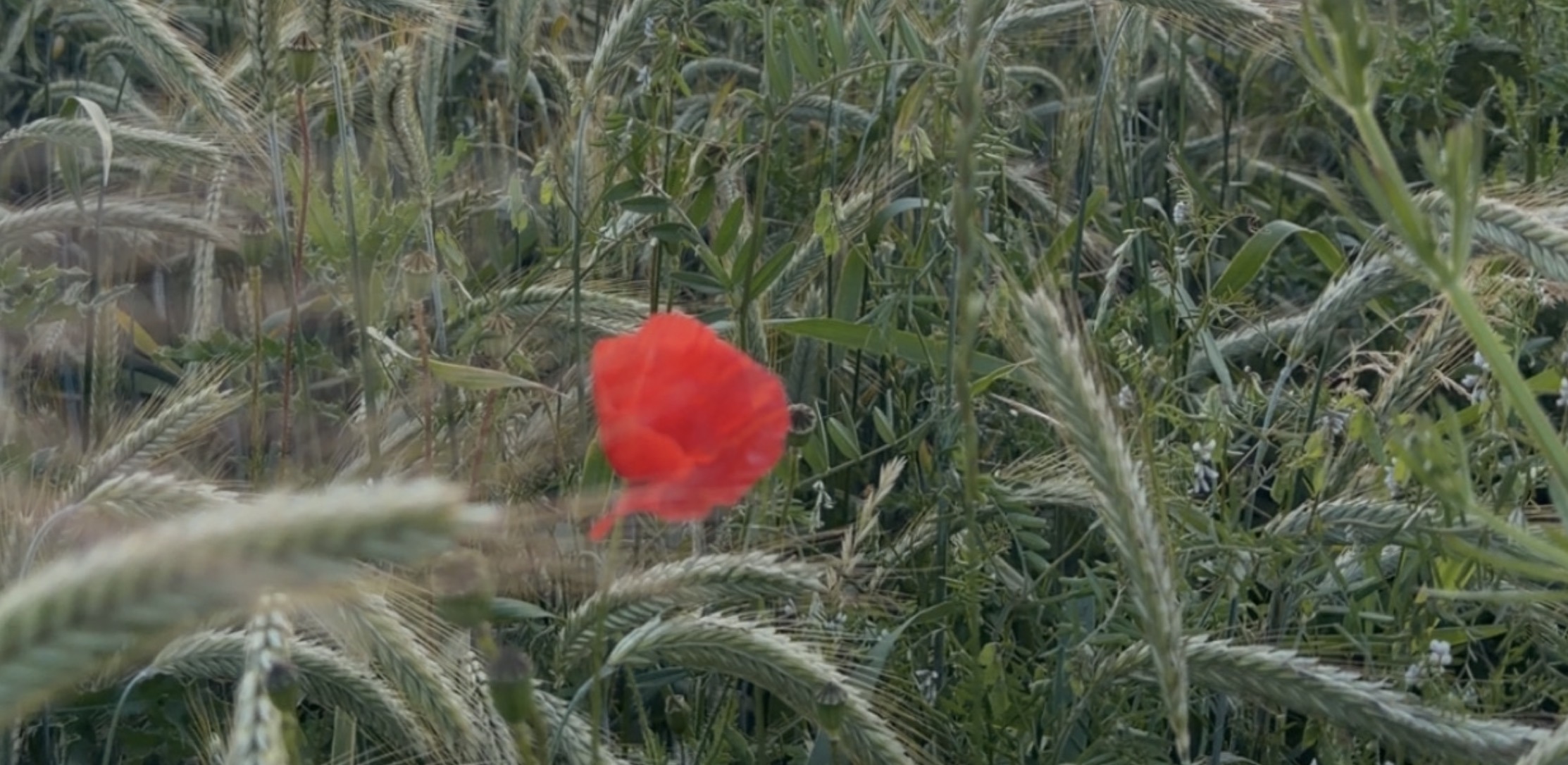 „Lasst beides wachsen bis zur Ernte.“  (Mt 13,24-30)